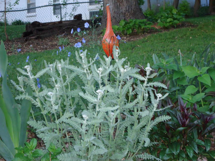 native-blue-flax