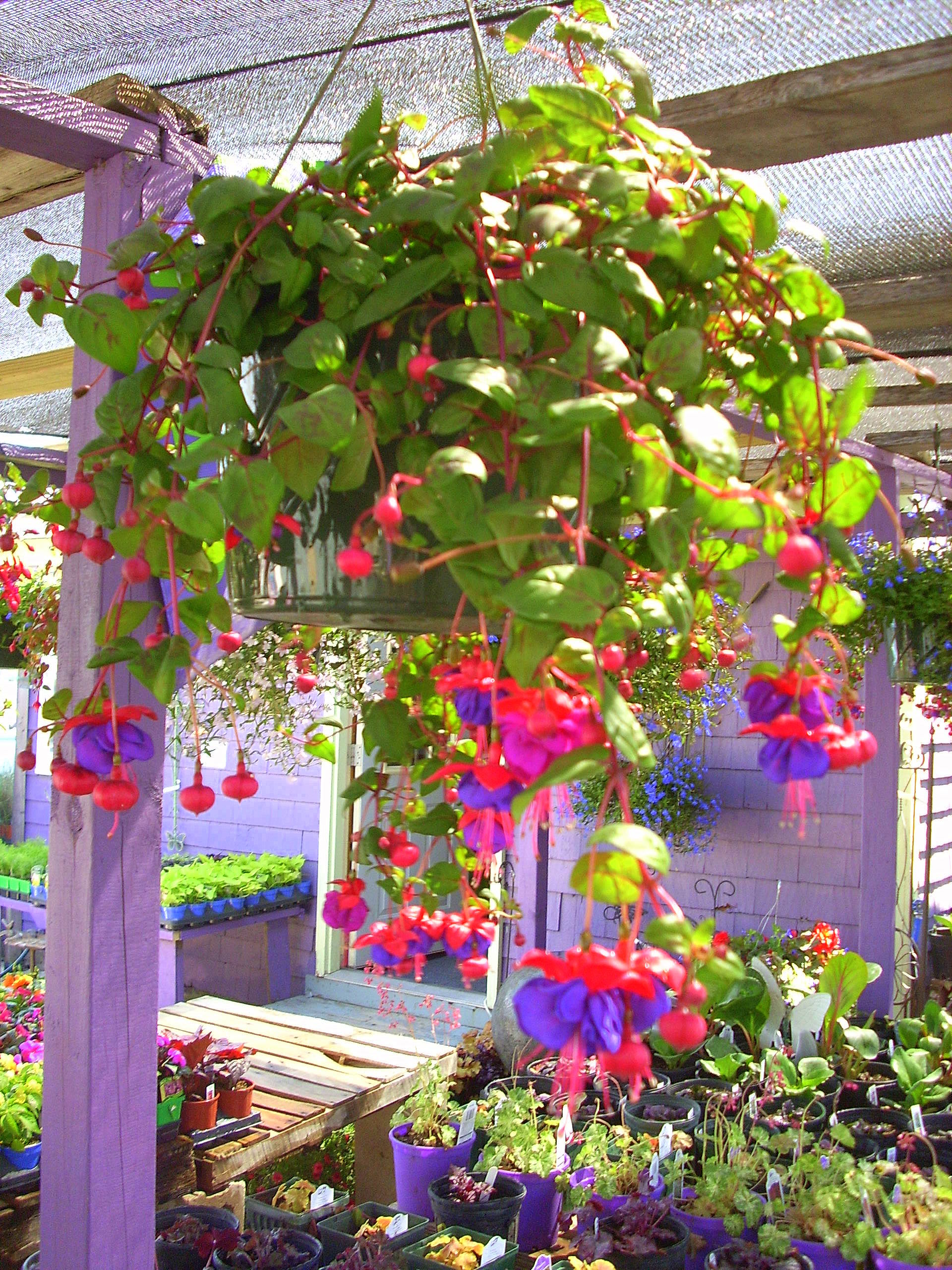 hanging basket flowers for shade - garden design ideas