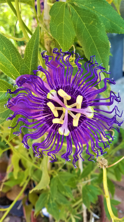 Passion Flower Vine