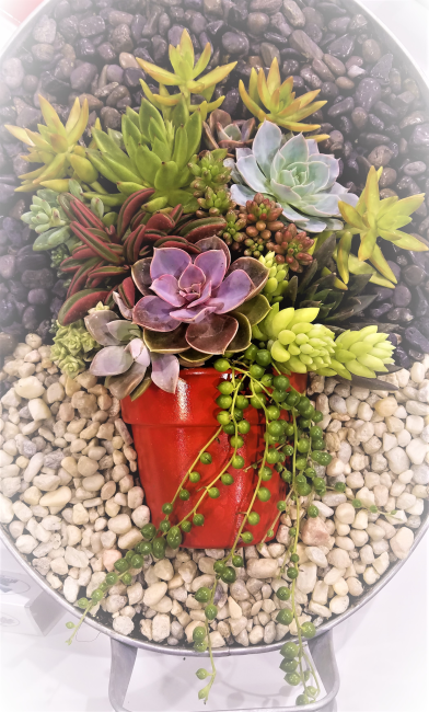 Succulents