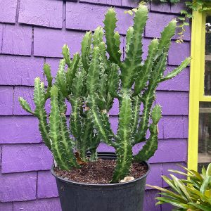 10" Cactus Lactea Compacta
