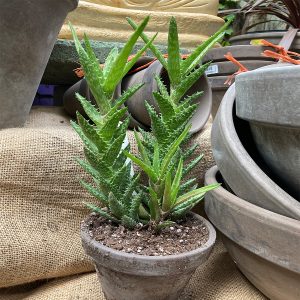 4" Aloe Jevenna