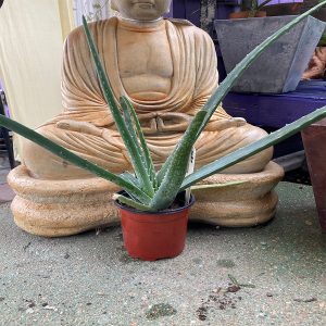 4" Aloe Vera
