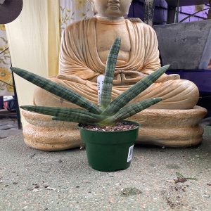 4" Sansevieria 'Starfish'