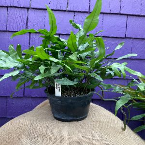 6" Kangaroo Fern