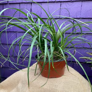 6" Ponytail Palm