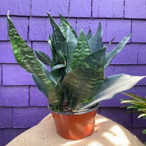 6" Sansevieria 'Black Princess'