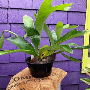 6" Staghorn Fern
