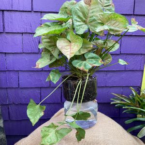 Arrowhead in Syndicate Self watering planter