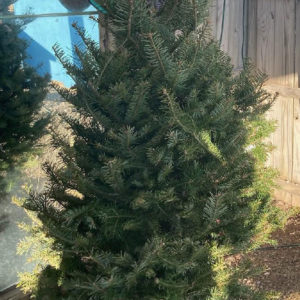3/6 BALSAM FIR