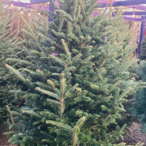 6/7 FRASER FIR