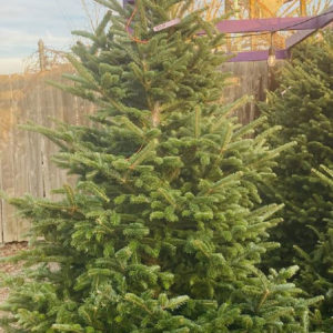 7/8 FRASER FIR