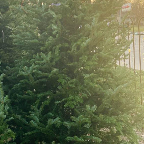 8/9 BALSAM FIR