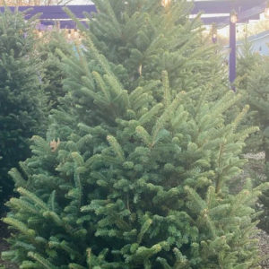 8/9 FRASER FIR