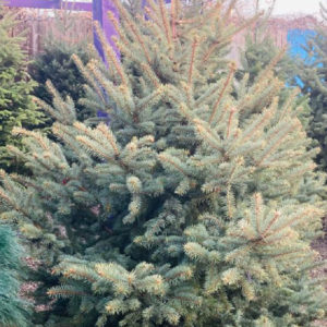 4/5' COLORADO SPRUCE